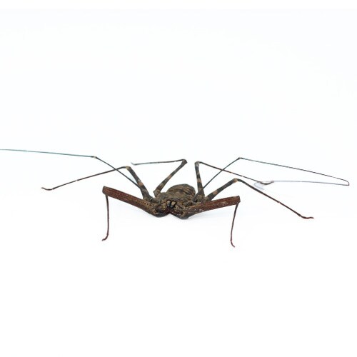 African Giant Tailless Whip Scorpion